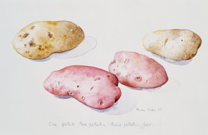 Potato Study, 1993 by Alison Cooper